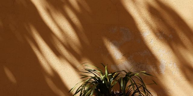 Mur ocre et ombres de palmes, Saint-Tropez